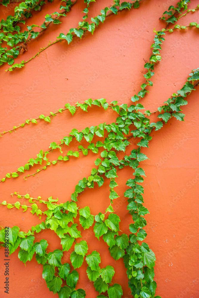 Vintage concrete red wall creeper