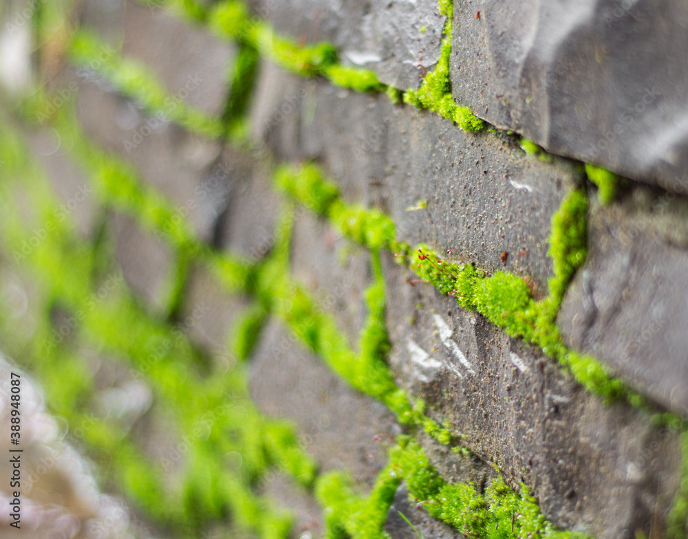 Old stone wall covered green moss