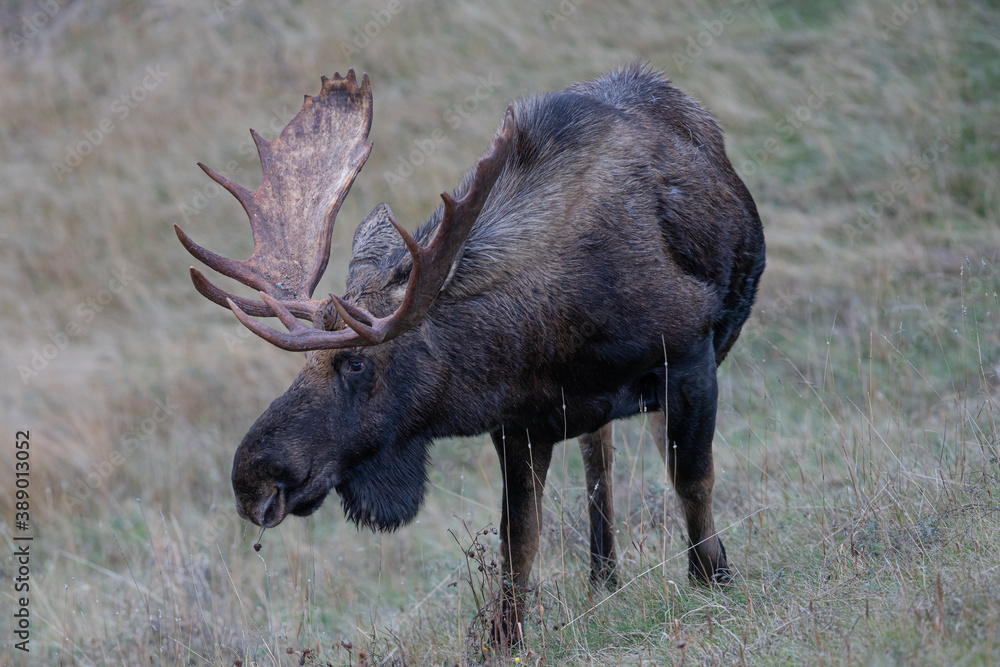 Grazing bull moose.