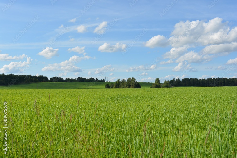 green field and blue sky