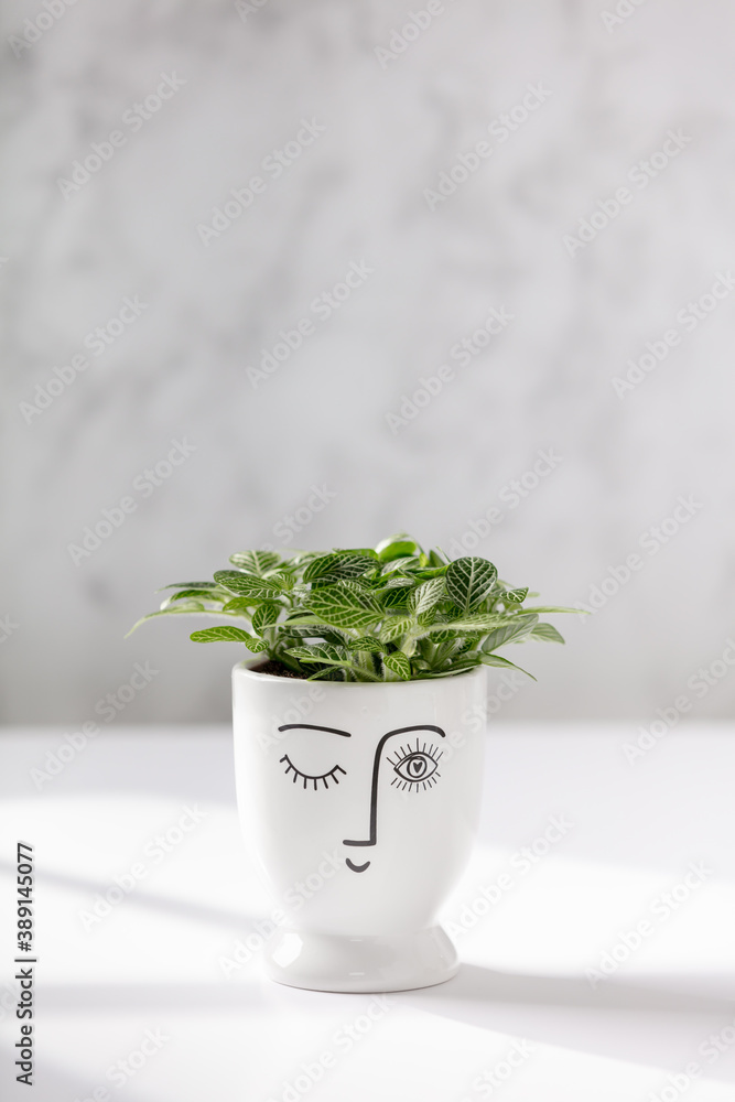 Flower pot head with Baby plant against white marble wall