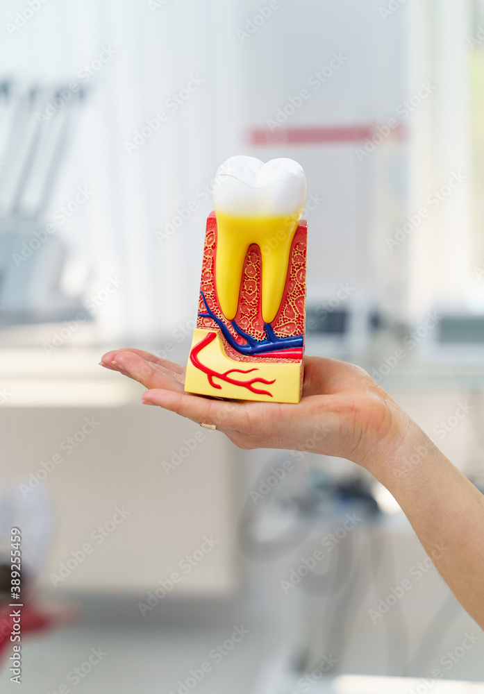 Dentist holding educational model of tooth on hand. Dentist cabinet background. Closeup