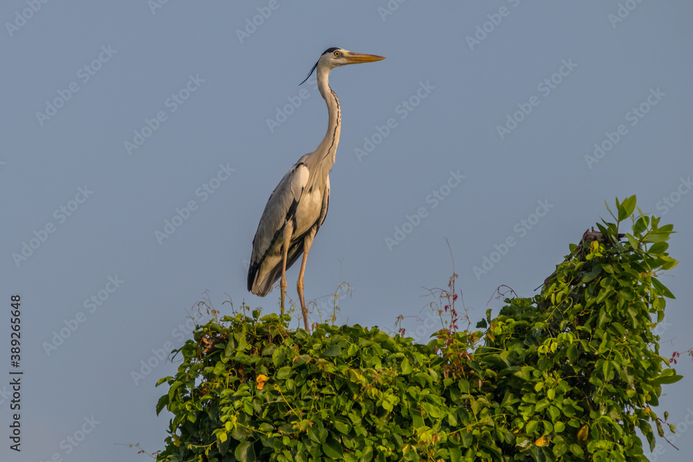 the great white heron