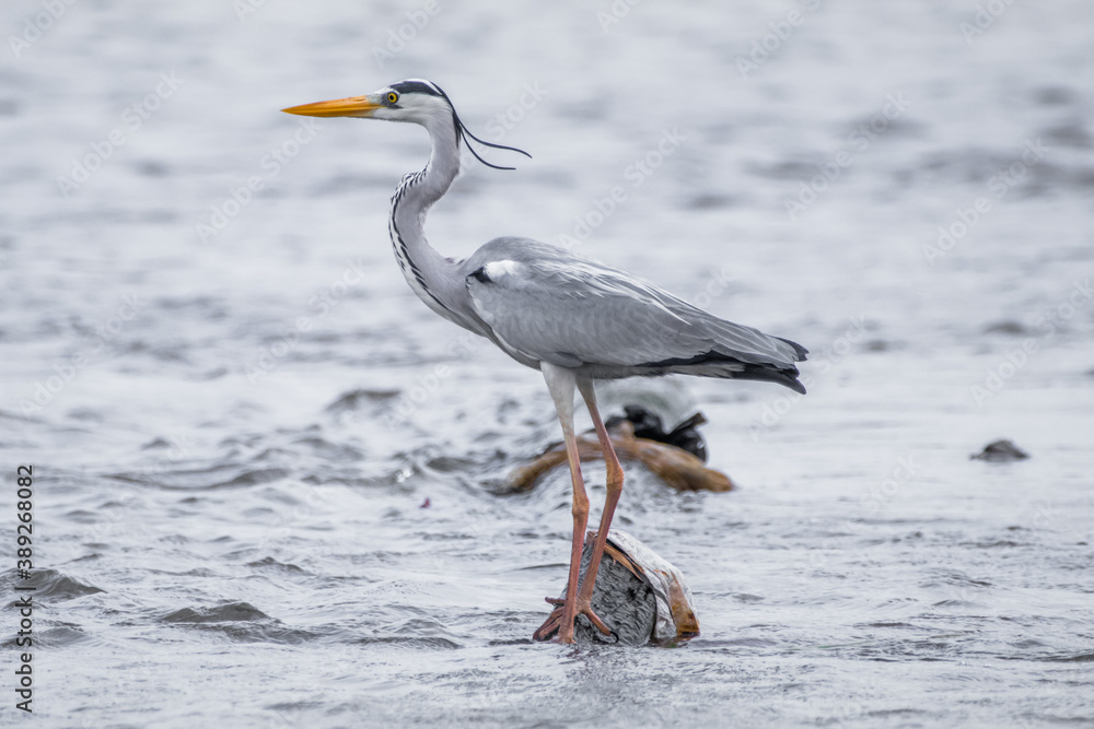 the great white heron