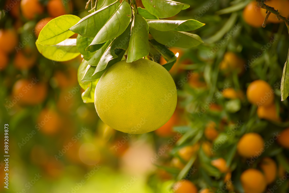 Pomelo fruit in garden