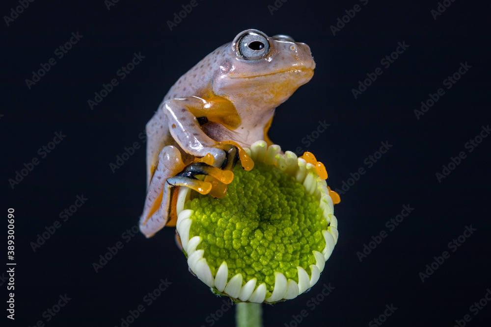 Wallace flying Frog or Rhacophorus reinwardtii