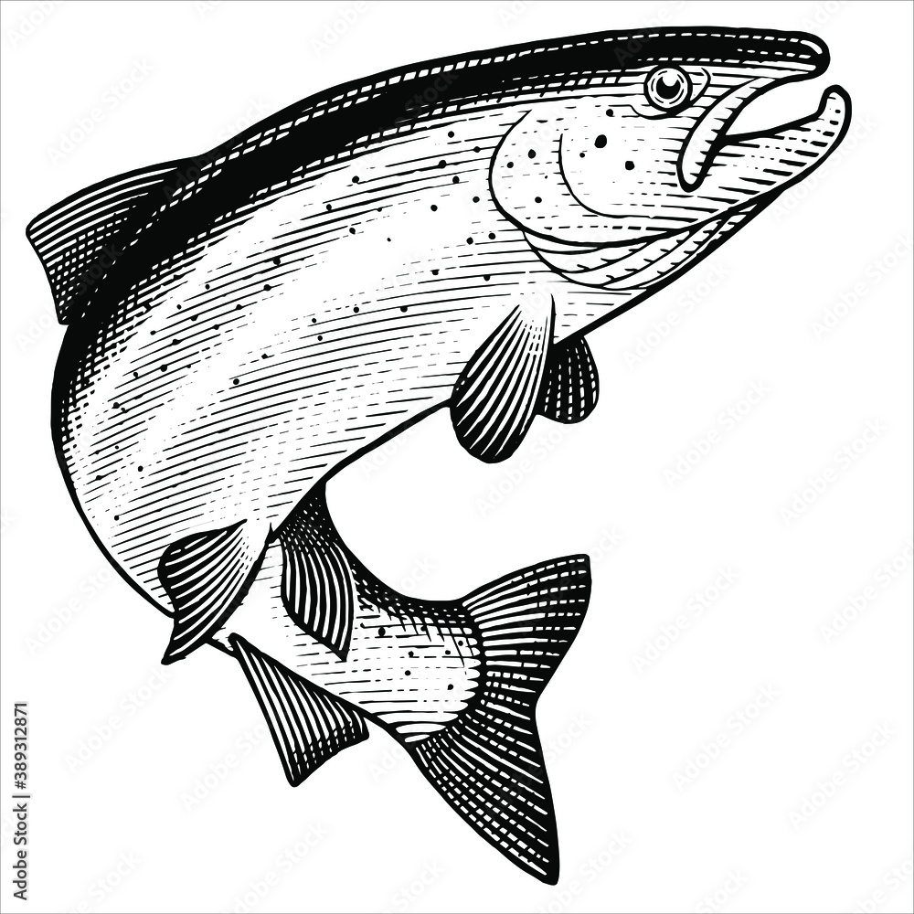 Illustration of a jumping Atlantic Salmon in a vintage style