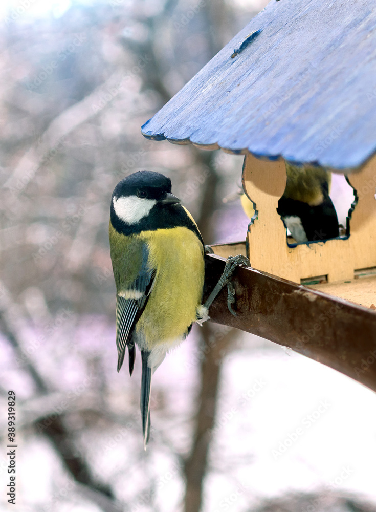 The great tit is sitting on a bird feeder against the backdrop of a snow-covered street.