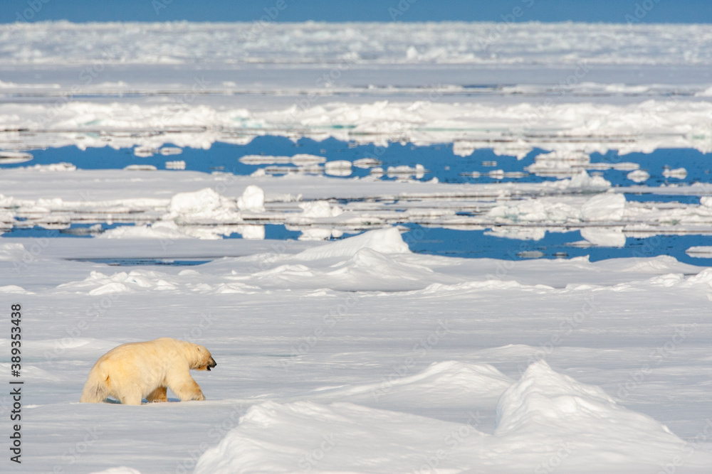 Polar Bear, Ursus maritimus