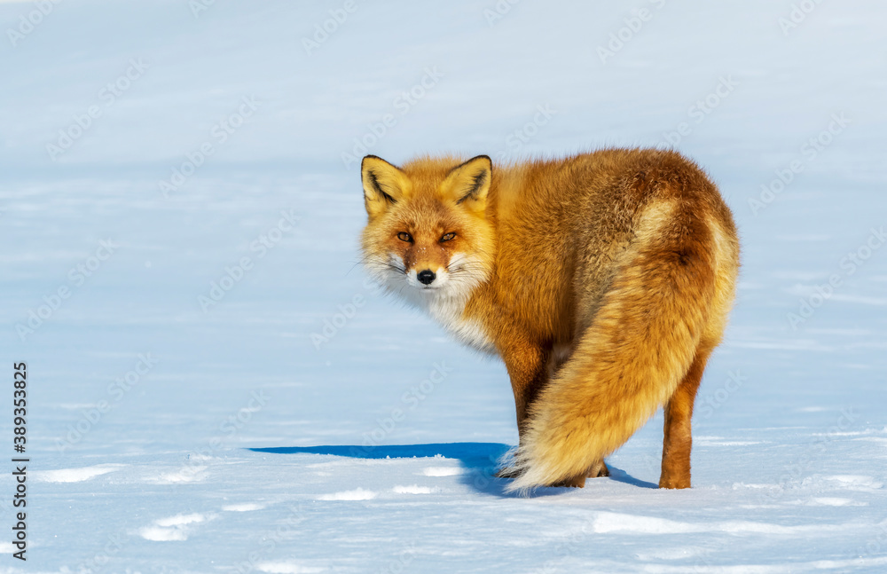 Ezo Red Fox, Vulpes vulpes schrencki