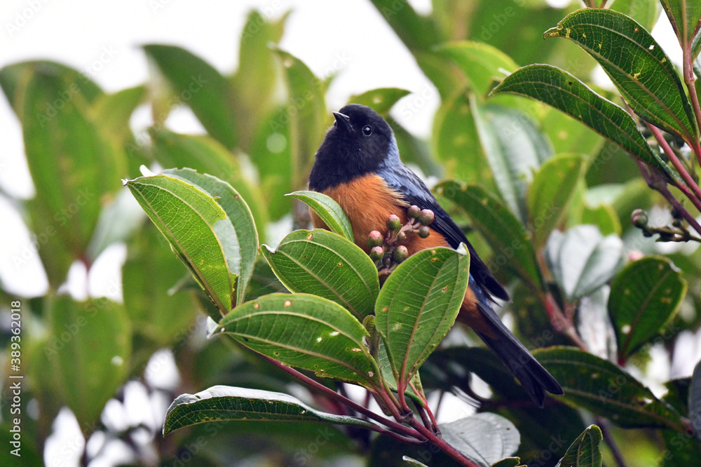 Blue-backed Conebill, Conirostrum sitticolor