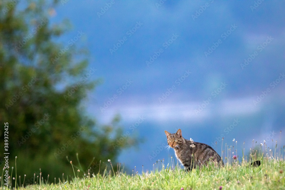 European Wild Cat, Felis silvestris silvestris