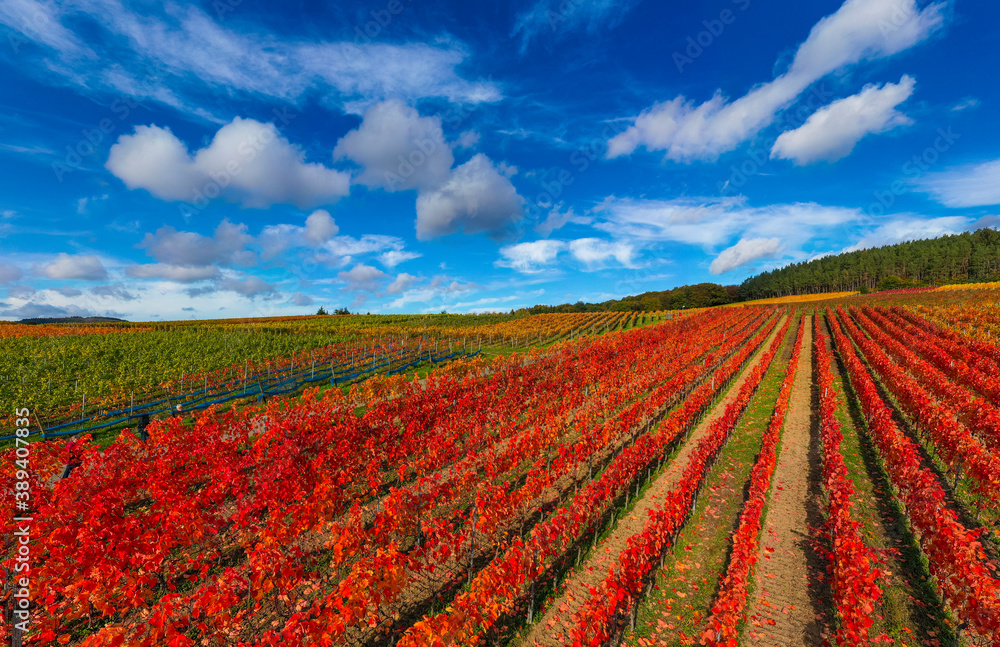 Oktober 2020 Weinberge Bad Neuenahr-Ahrweiler ; Ahrtal ; Indian Summer ;.Foto: Norbert Ittermann.www