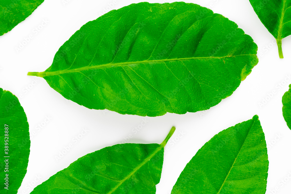 Spread of natural green lemon leaves isolated on white background