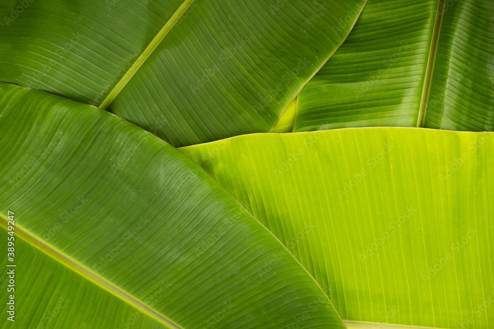 Tropical natural green banana leaves foliage for background element design