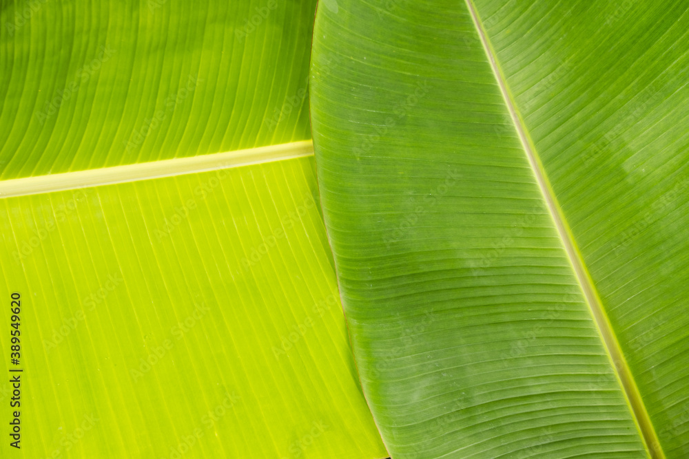 Tropical natural green banana leaves foliage for background element design