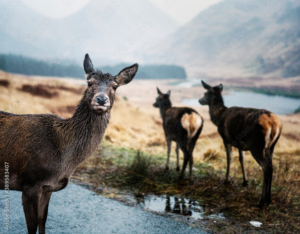 Deers on the road at Glen Etive, Scotland