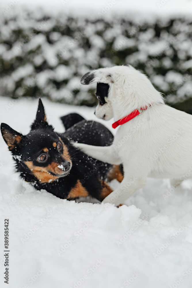 Dogs playing in a snowy park