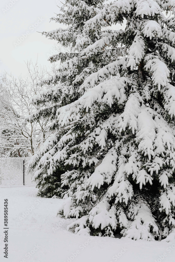 Spruce covered with snow in a park