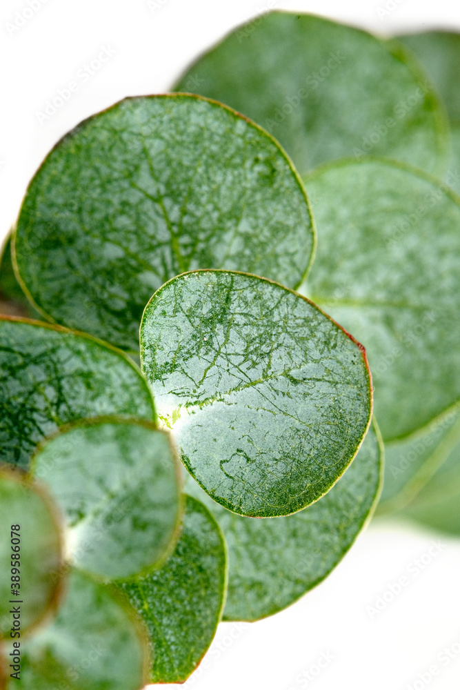 Close up of Eucalyptus round leaves on white background