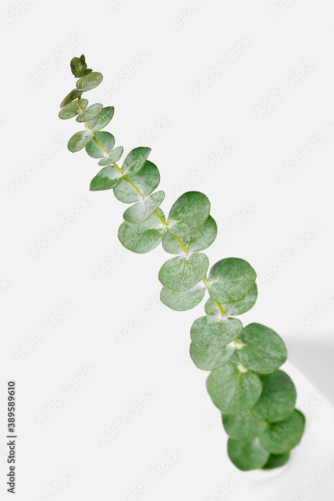 Eucalyptus round leaves on white background