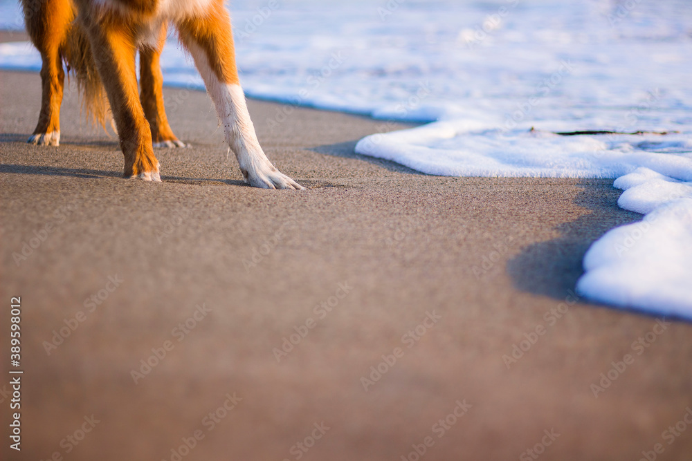 Border collie dog standing on a sandy beach