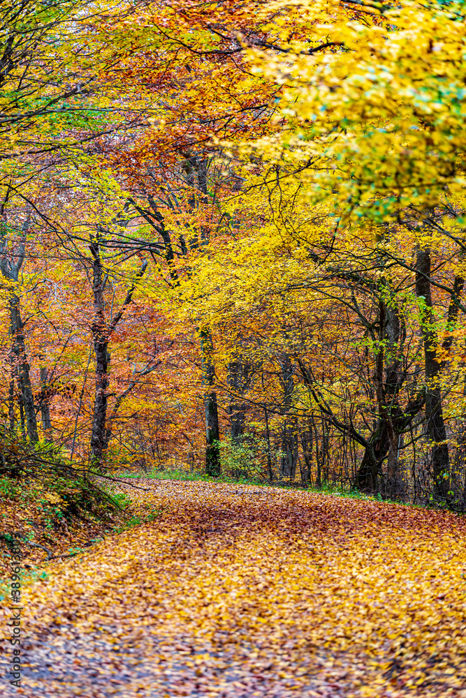 Color of Fall in the Forest