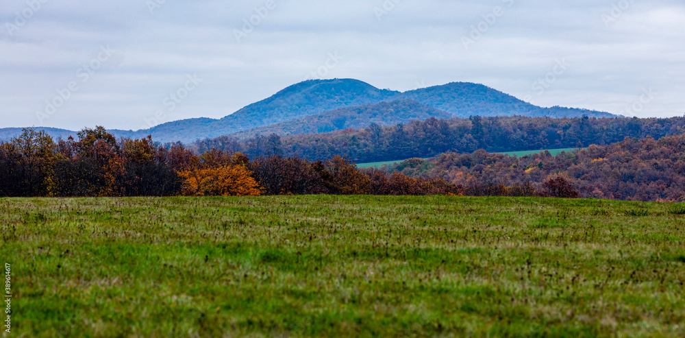 Color of Fall in the Forest