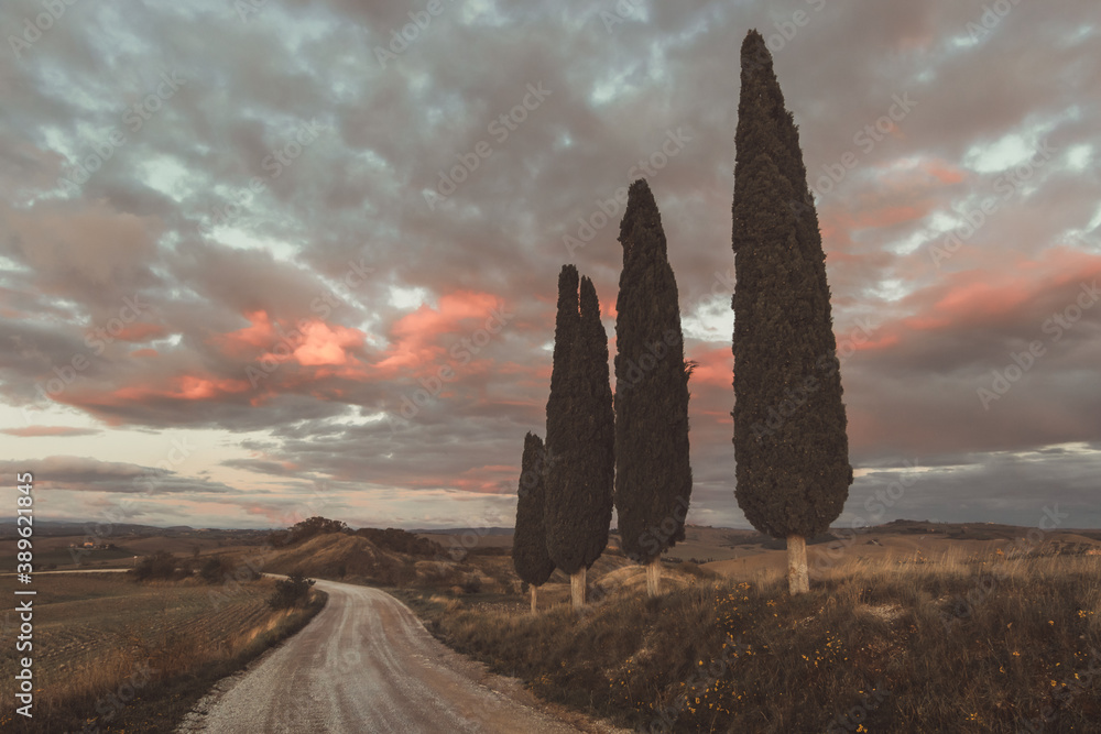 cypress trees next to the curvy way in the evening mood