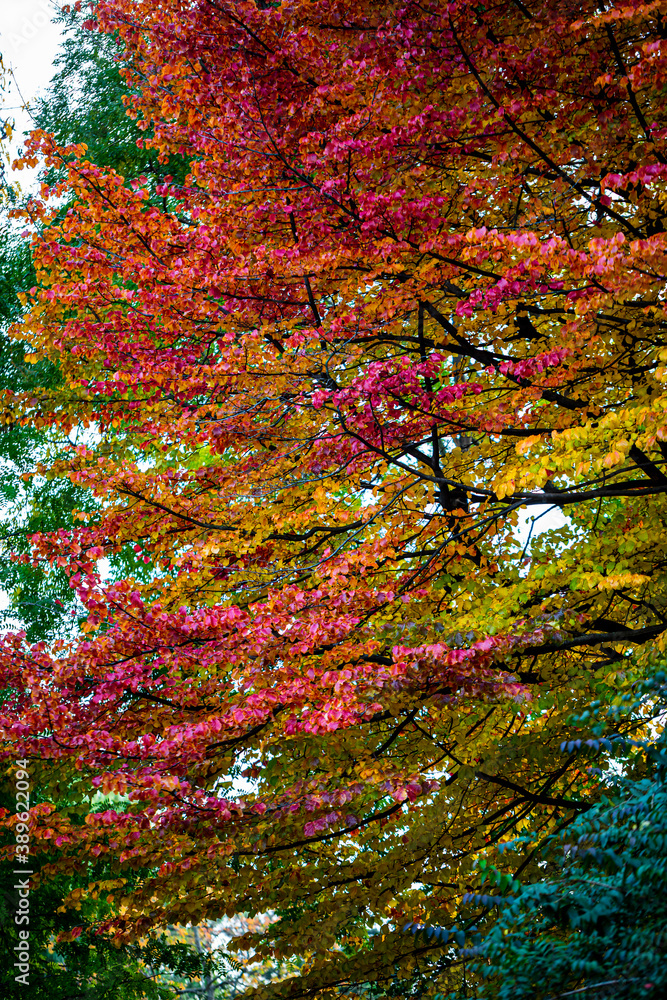 Beautiful autumn leaves and tree changing color on mountain autumn golden leaves sunlight and fallen