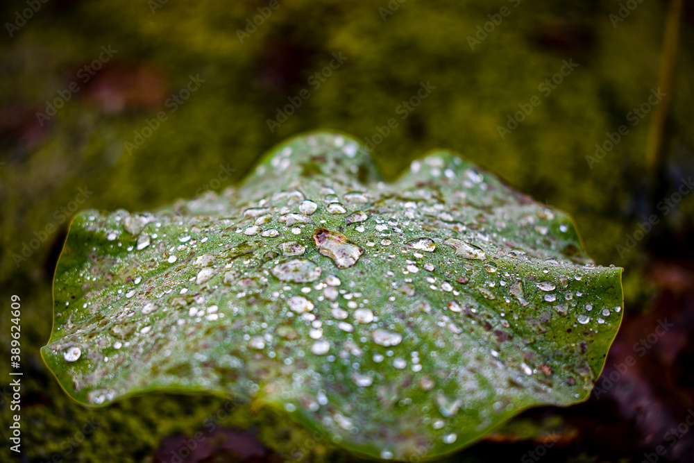 Detail of Lilly pads reflected on water, 