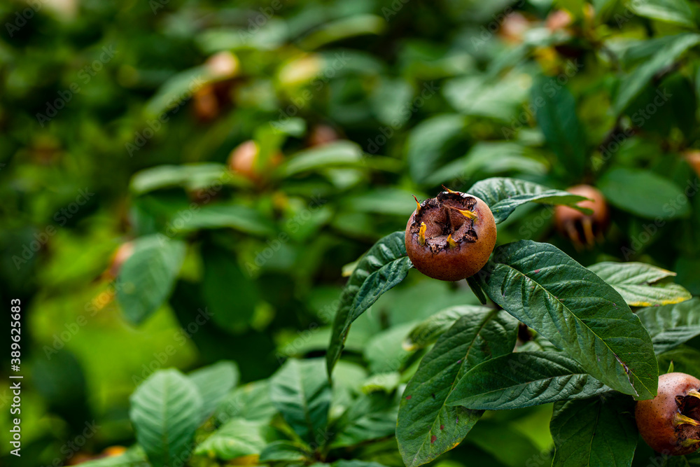 Seasonal fruits on trees at late fall.