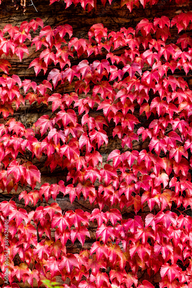 Beautiful autumn leaves and tree changing color on mountain autumn golden leaves sunlight and fallen