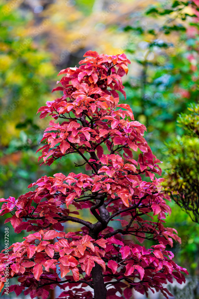 Beautiful autumn leaves and tree changing color on mountain autumn golden leaves sunlight and fallen