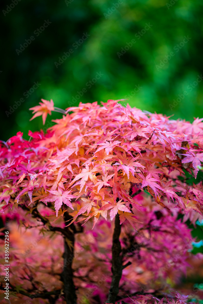 Beautiful autumn leaves and tree changing color on mountain autumn golden leaves sunlight and fallen