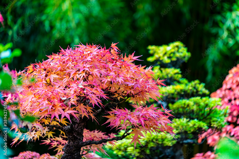 Autumn leaves and tree changing color on mountain autumn golden leaves sunlight and fallen red orang