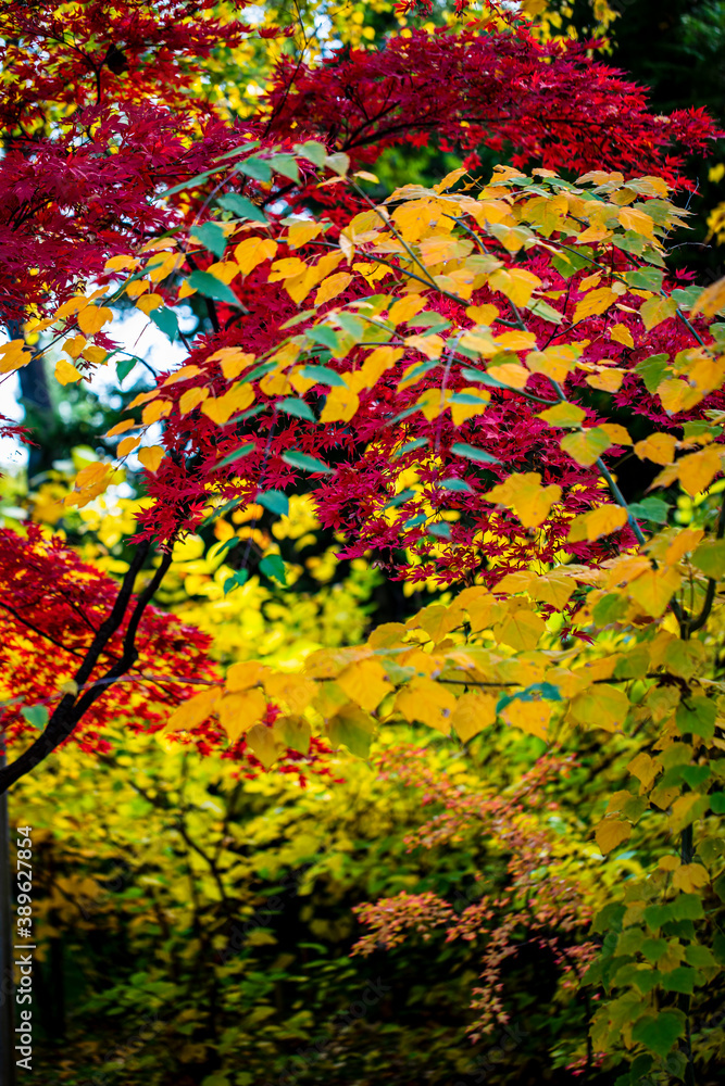 Beautiful autumn leaves and tree changing color on mountain autumn golden leaves sunlight and fallen