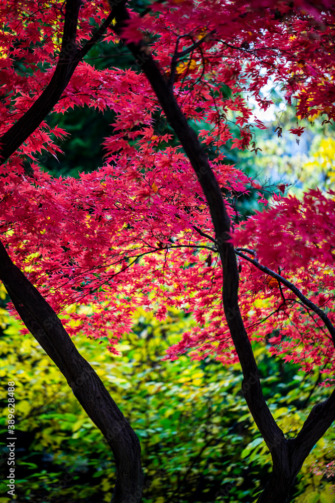 Beautiful autumn leaves and tree changing color on mountain autumn golden leaves sunlight and fallen