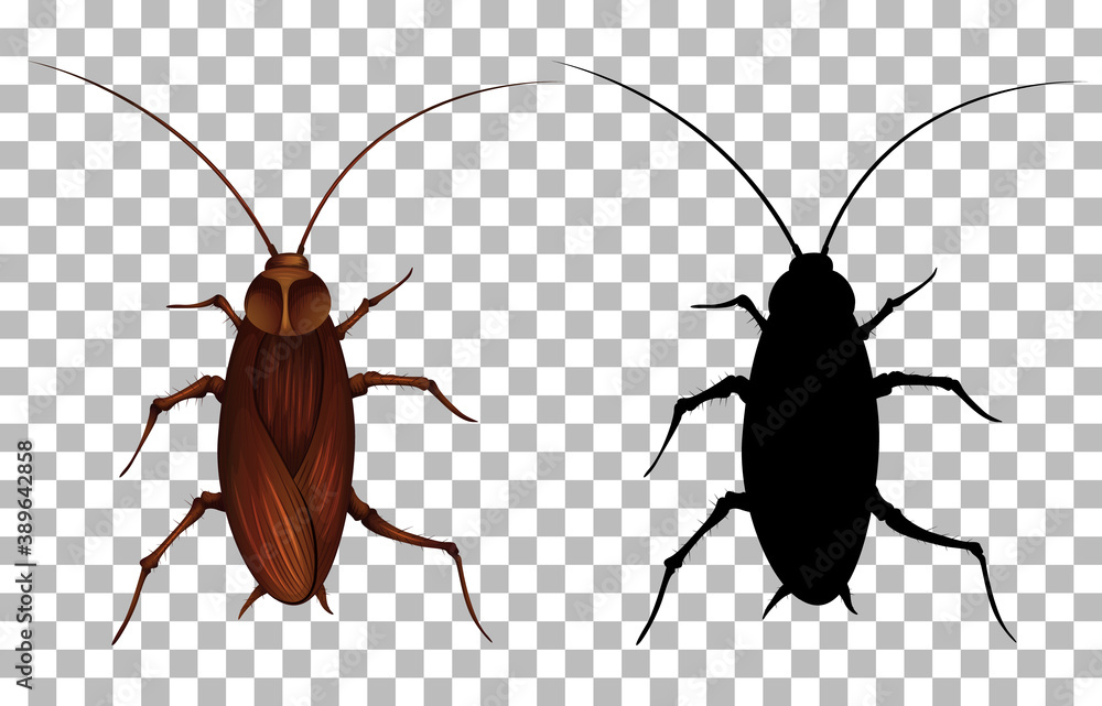 Cockroach on transparent background