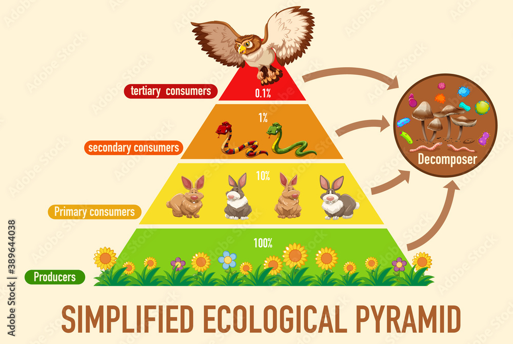 Science simplified ecological pyramid