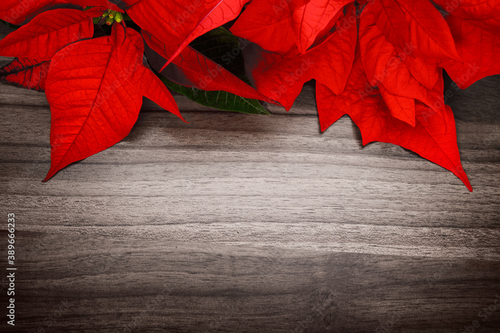 Christmas or seasonal background composed of a wood surface and poinsettia, with elegant vignetting