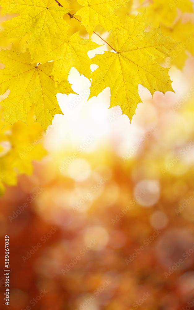 autumn background with maple leaves