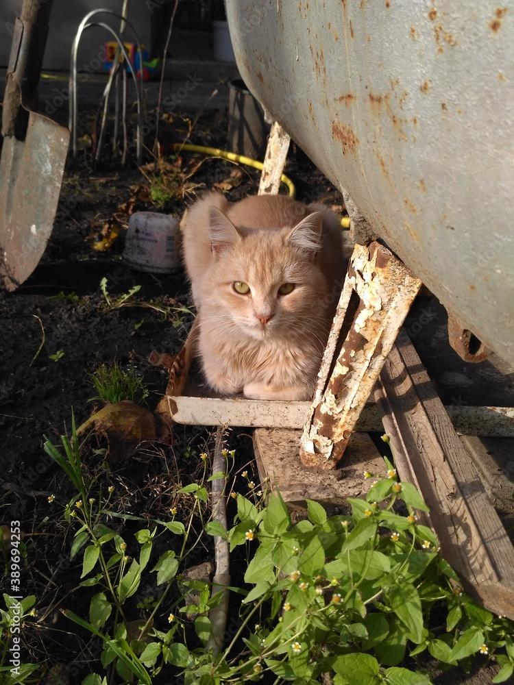 cat in the garden