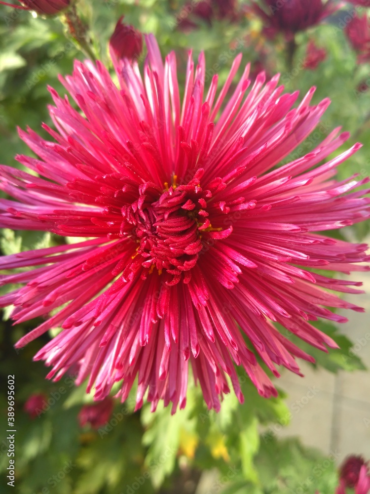 red dahlia flower