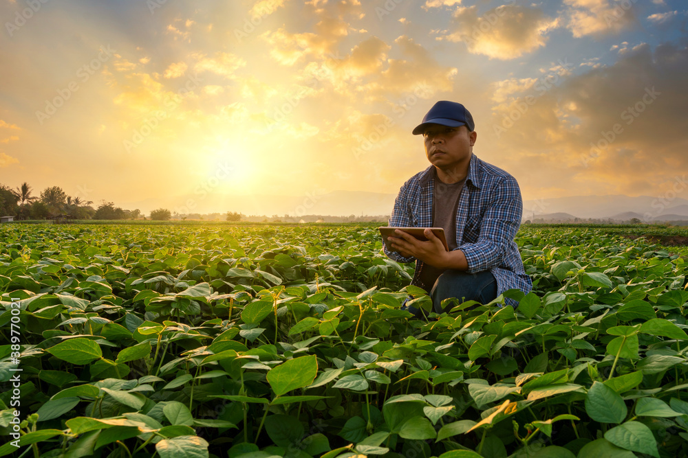 smart farmer concept using smartphone in mung bean garden with light shines sunset, modern technolog