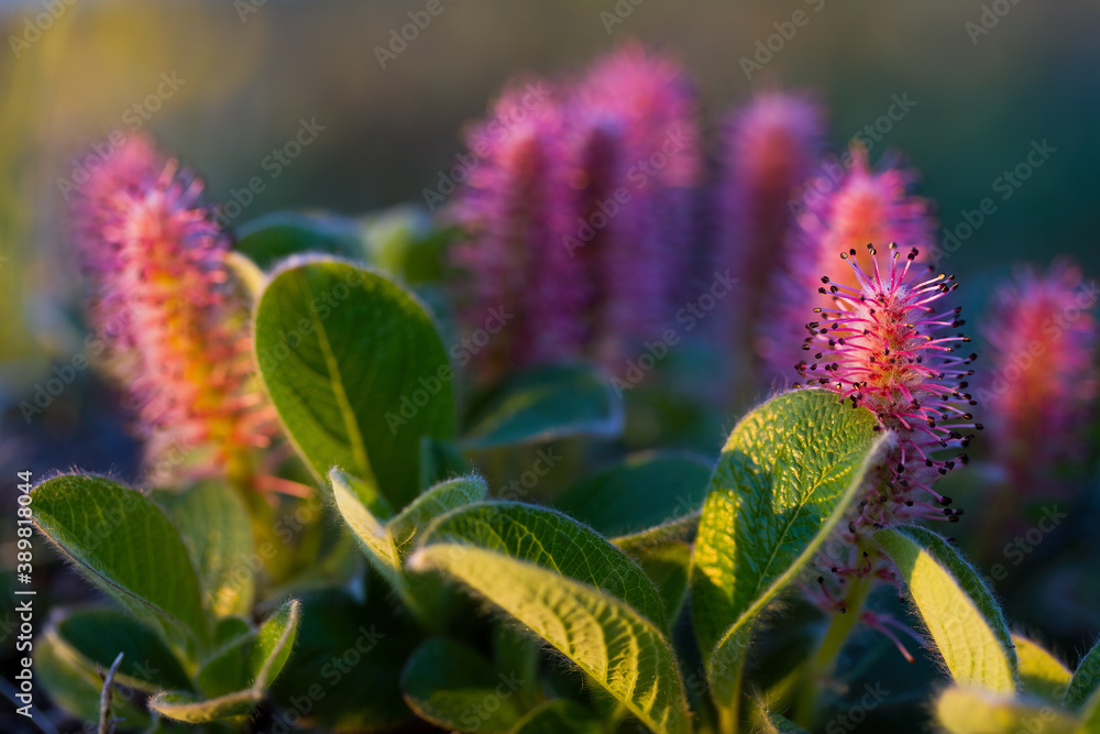 Blooming Arctic willow (Salix arctica). Plants growing in the tundra in the Arctic. Wildflowers of t