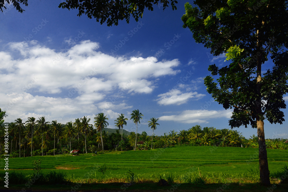 Beautiful rice paddy field in Jatisari, Bali, Indonesia