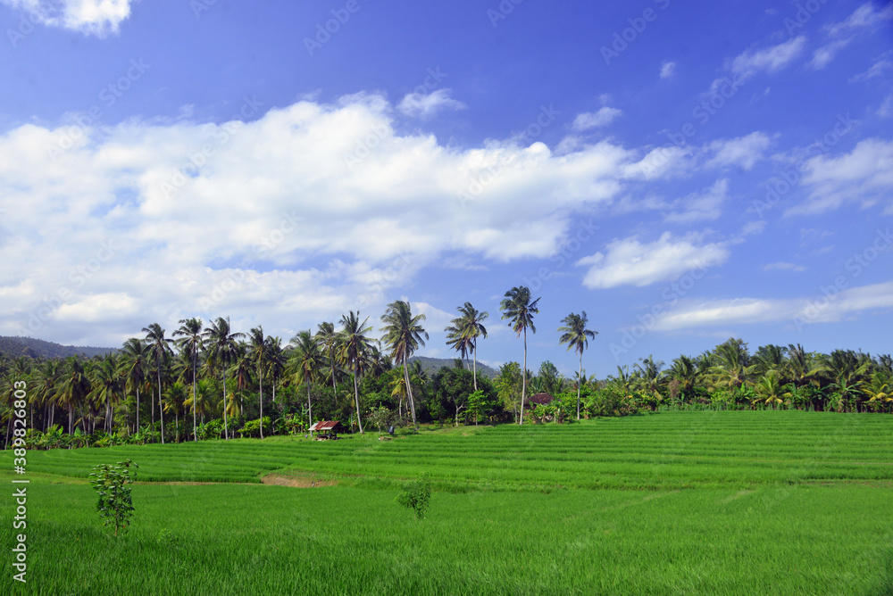 Beautiful rice paddy field in Jatisari, Bali, Indonesia.