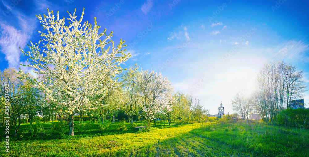 Beautiful scenic landscape with blooming fruit trees in an orchard in spring against blue sky backgr