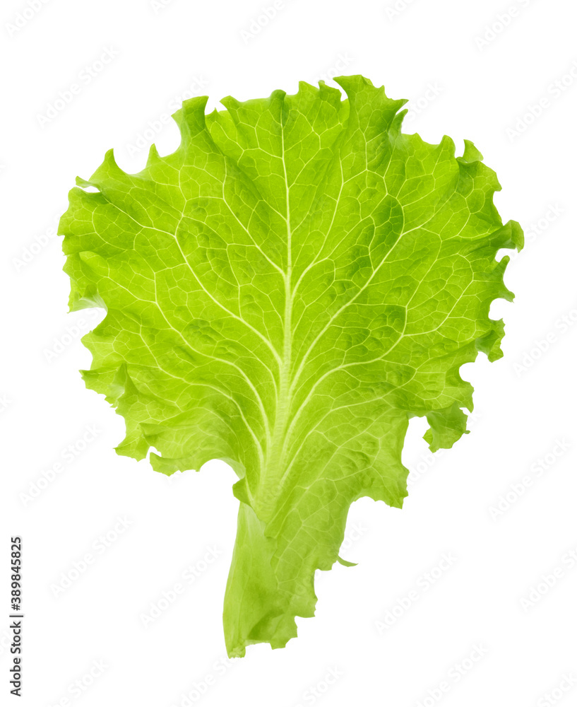 Green lettuce leaf isolated without shadow clipping path